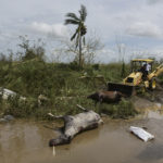 Two dead horses lie on the side of the road on the second day after the impact of Maria, a Category 5 hurricane that crossed the island, in Toa Baja, Puerto Rico, Friday, September 22, 2017. Because of the heavy rains brought by Maria, thousands of people were evacuated from the community after the municipal government opened the gates at rio La Plata Dam. (AP Photo/Carlos Giusti)